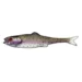 rainbow-trout