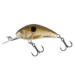 pearl-shad